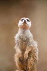 Meerkat Guarding Its Surrounding Environment
