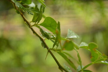 Fresh green leaves with water droplets in natural outdoor setting
