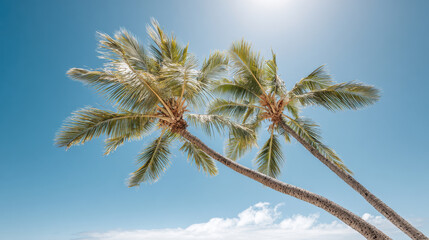 experience enchanting essence of hawaii with sunlight streaming through palm trees creating magical dance of light