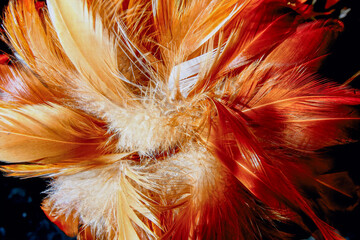 Vibrant rooster feathers form a decorative duster, displayed in a lively market in New Taipei City, Taiwan. The rich colors catch the eye, showcasing traditional craftsmanship.