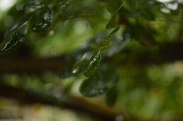 Fresh green leaves with water droplets in natural outdoor setting
