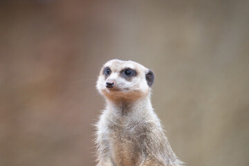 Meerkat Observing Its Environment Quietly