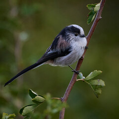 Portrait of a Long tailed tit on a branch at The Christopher Cadbury Wetland, Worcestershire, England