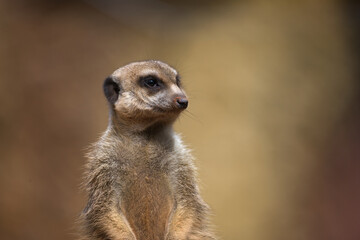 Meerkat Portrait on a Sunny Day