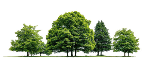 Row of lush green trees