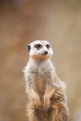 Meerkat Sitting Alert and Observant