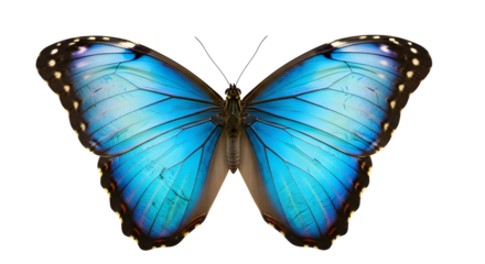 Vibrant blue Morpho butterfly with open wings isolated on transparent background
