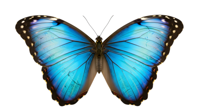 Vibrant blue Morpho butterfly with open wings isolated on transparent background - Powered by Adobe