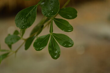 Fresh green leaves with water droplets in natural outdoor setting