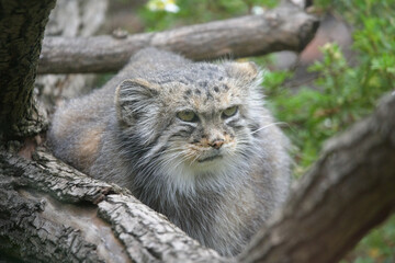 Pallas's Cat Resting on a Tree Branch