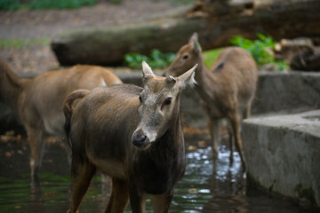 Pere David's Deer Swimming in Water