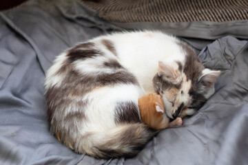 Three-colored Cat Sleeping with Red Newborn Kitten