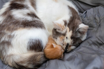 Three-colored Cat Sleeping with Red Newborn Kitten