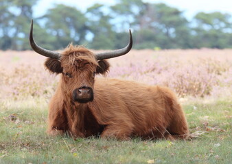 Scottish Highland cows grazing in heather meadows. Calm beautiful nature.