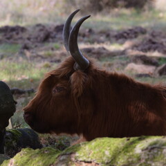 Scottish Highland cows grazing in heather meadows. Calm beautiful nature.