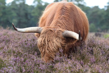 Scottish Highland cows grazing in heather meadows. Calm beautiful nature.