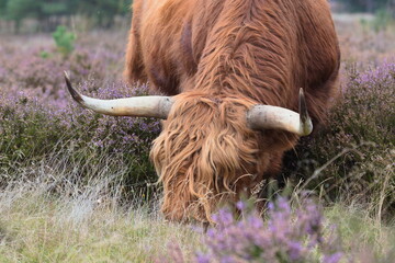 Scottish Highland cows grazing in heather meadows. Calm beautiful nature.