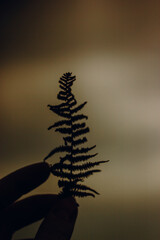 Silhouette of a fern held between fingers against a soft background. A hand delicately holds a fern frond, its silhouette contrasting against a warm, gradient background, creating a sense of calm.