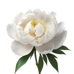 A single delicate white peony flower with lush green leaves isolated on a stark black background