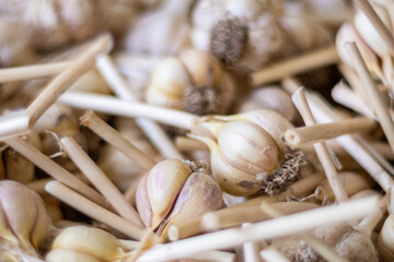Drying Garlic Background