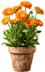 A terracotta pot holds a cluster of vibrant orange marigold flowers. Lush green foliage surrounds the blossoms