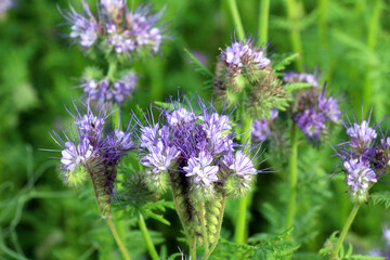 The field is blooming phacelia