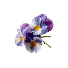 Vibrant Trio of Purple and White Pansies on Black Background