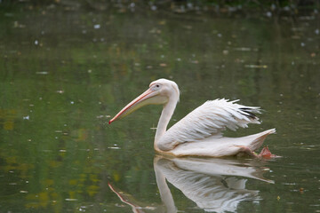 Great White Pelican Swimming Gracefully