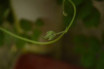 Close-up of green leaves with natural background in daylight