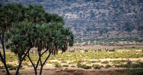 large elephant herd in a distance walking through the Samburu national park landscape in Kenya