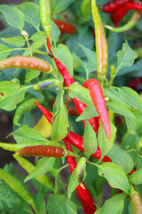 Hot chili pepper pods grow on a plant