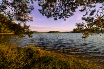 Evening Lake with Pine Branches in Foreground