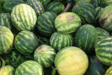 A pile of watermelons has been harvested.