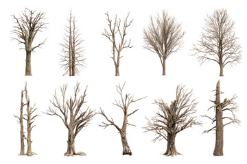 Fototapeta premium Various barren trees in a grid