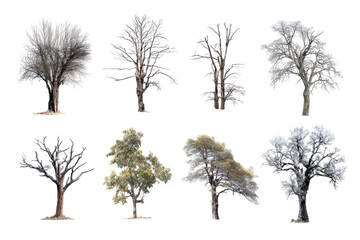Nine trees, various types and states of frost or ice