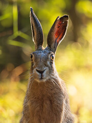 Fototapeta premium Striking wildlife photo of a hare with alert ears, set against a vibrant green forest in warm daylight. Ideal for nature decor, woodland prints, and eco-friendly designs.