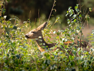 Serene wildlife photo of a young deer nestled in lush green foliage, captured in warm daylight. Perfect for nature decor, forest prints, and eco-friendly designs.