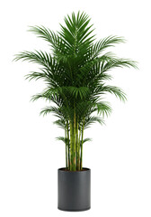 Fototapeta premium Areca palm with emerald green fronds, sleek dark grey cylindrical planter, seamless transparent studio background, 45-degree shadowless diffused light, elegant botanical product concept