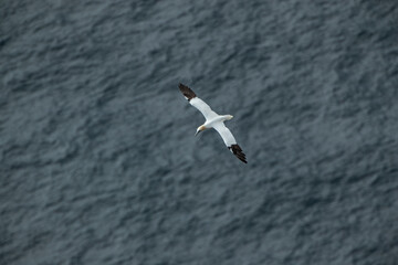 Single Gannet Flying, Large wingspan White Sea-Bird, Gliding, slope soaring with ridge lift and thermals. Flight transport no power