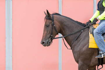A Thoroughbred race horse and rider walking past a pink wall.