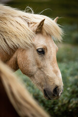 Obraz premium Profile portrait of a beautiful Icelandic horse in a field.