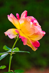 Gorgeous pink and yellow rose blossoming in a garden under the sun light