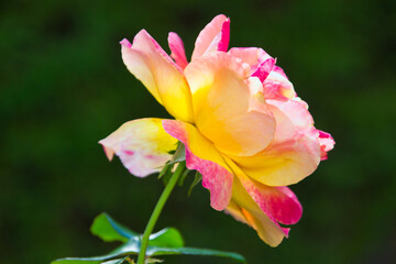 Closeup profile picture ogf a gorgeous pink and yellow rose illuminated by the sun light