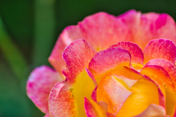 Gorgeous macro photography of a coòolur changing rose: texture and pattern of colourful petals in pink and yellow, over a green shallow background.