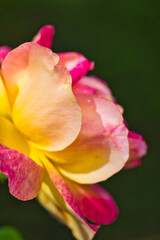 Closeup photography of beautiful yellow and pink rose petals under the sun light