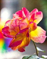 close up of pink flower