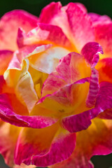 Wonderful abstract background: macro picture of yellow and pink rose petals. Charming light and texture.