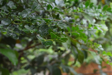 Fresh green leaves with water droplets in natural outdoor setting