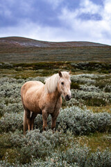 Obraz premium Icelandic horse with flowing mane standing in scenic green landscape