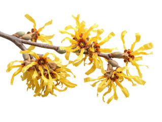 Close-up of a branch with clusters of vibrant yellow flowers.  The flowers have intricate, fringed petals, and the branch displays muted brown tones